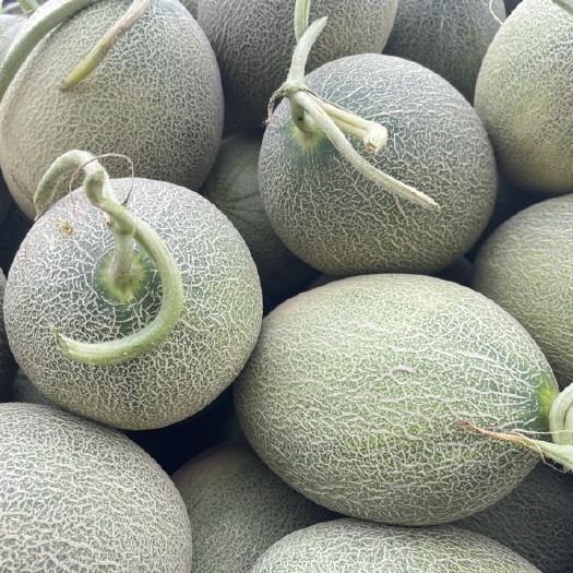 民勤县蜜瓜代收