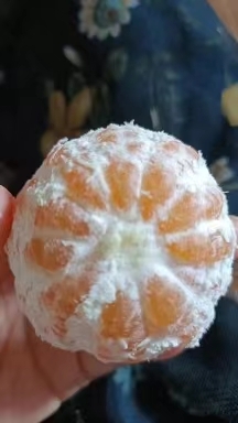 资中县四川特早蜜橘大量上市了，规格齐全价格美丽，地里现摘现发