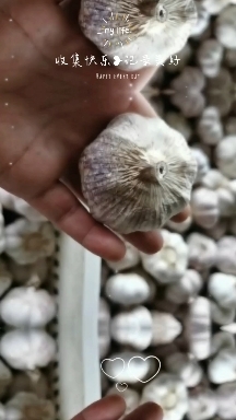 金乡县大蒜