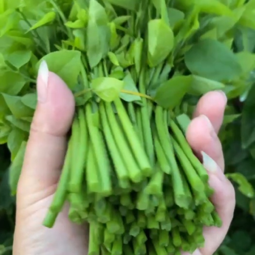 阳春市树仔菜