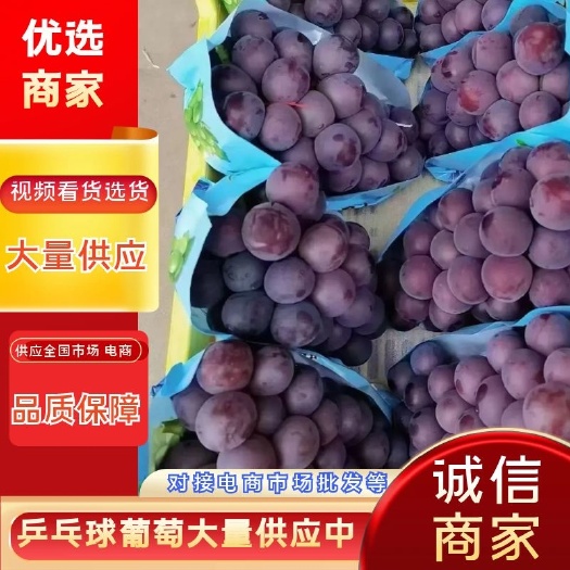 晋州市乒乓球葡萄  河北葡萄乒乓球、石家庄葡萄乒乓球、晋州葡萄乒乓
