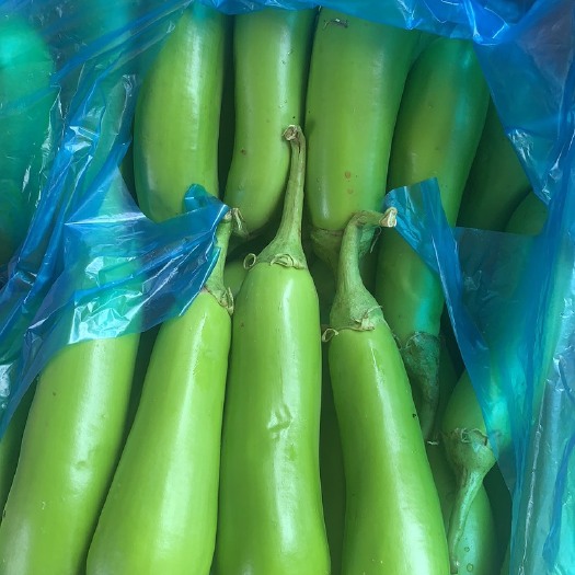 南通一般茄子
