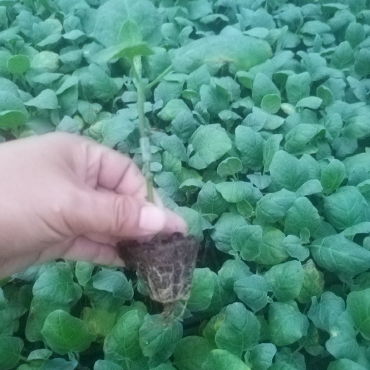 惠东县嫁接茄苗