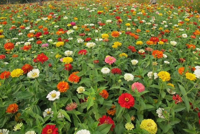 安国市百日草花种籽子七彩重瓣百日草花种子四季开花百日菊花籽庭院室外