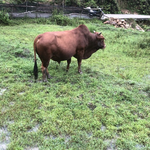 晋江市福建高山放养式殖优质跑山土黄牛，路西黄牛秦川黄牛