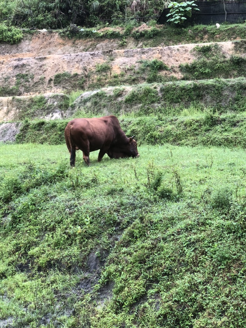 福建高山放养式殖优质跑山土黄牛，路西黄牛秦川黄牛