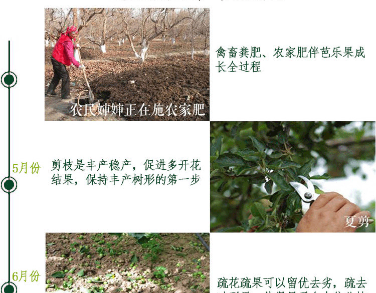【减，肥，瘦，身！低糖水果】红心芭乐/白心芭乐/芭乐双拼