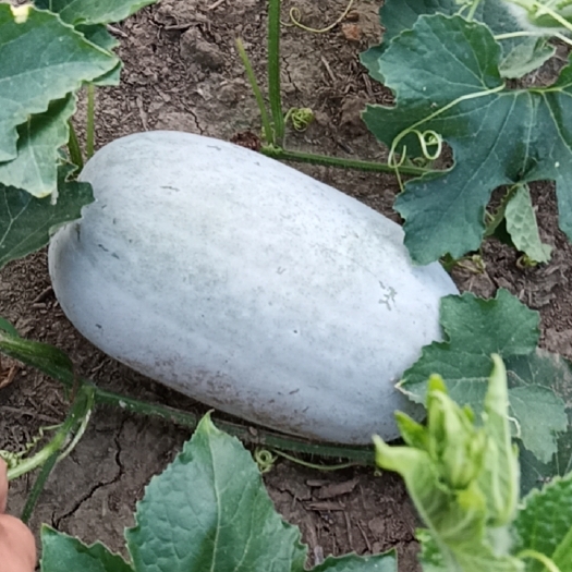 周口水果冬瓜