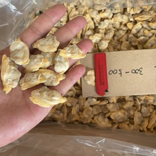 东港市花蛤肉花甲肉电商平台花蛤肉花蛤肉饲料食用花甲肉