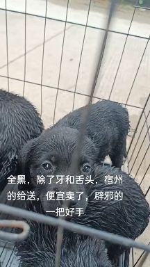 宿州拉布拉多，全黑，连爪子都是黑的，除了舌头和牙不是黑的，