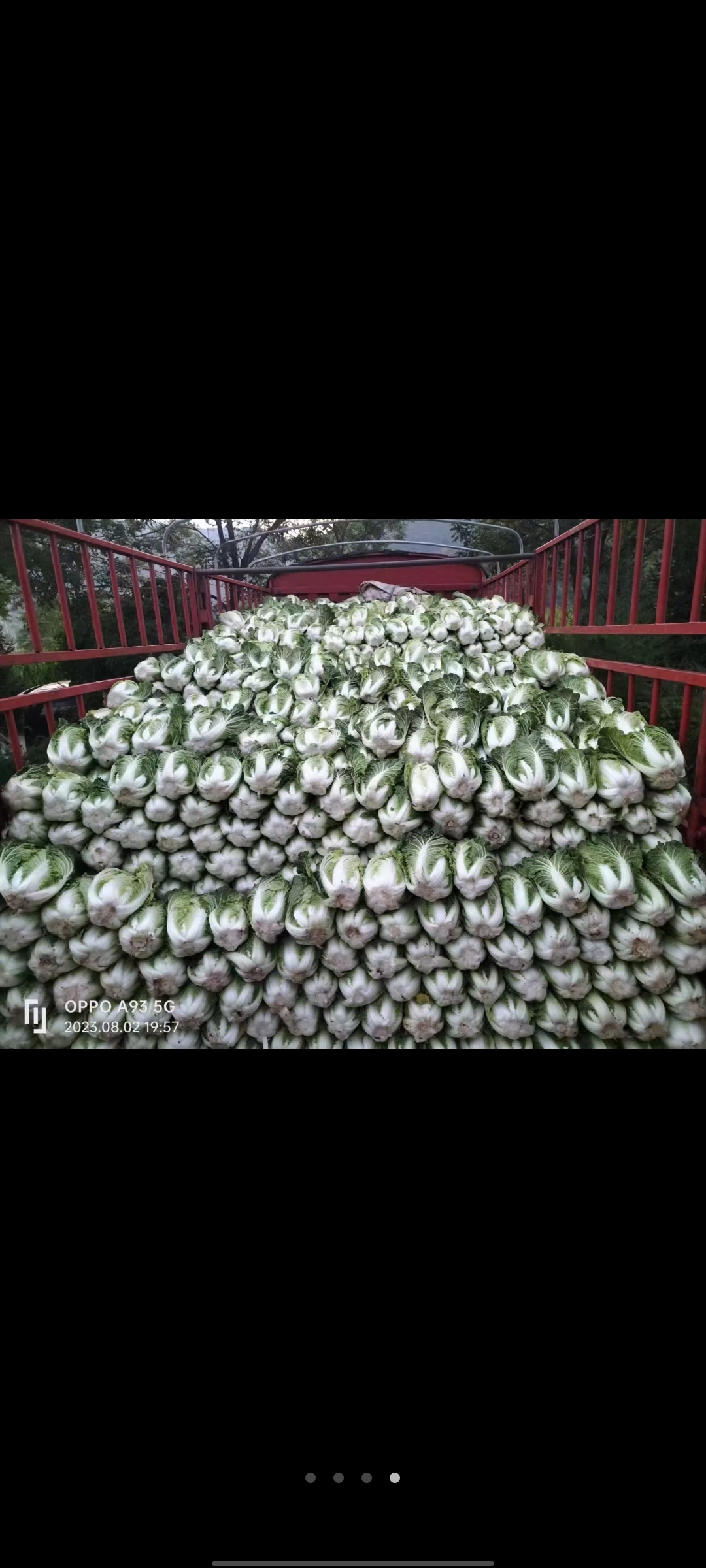 精品大白菜，有没有需要的联系我，黄心大白菜