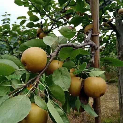 重庆市黄花梨