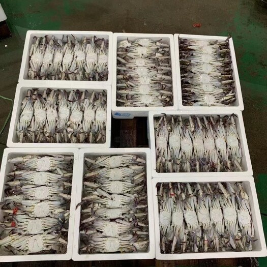 连云港远海梭子蟹、排箱，货源充足、肉质饱满，可团购，可餐饮
