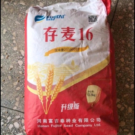 郑州存麦16小麦种子国审矮秆大穗抗病抗倒抗寒抗旱存麦系列好品种