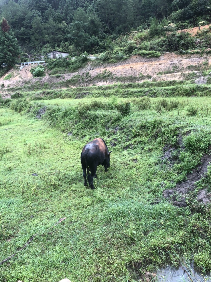 福建高山放养式殖优质跑山土黄牛，路西黄牛秦川黄牛