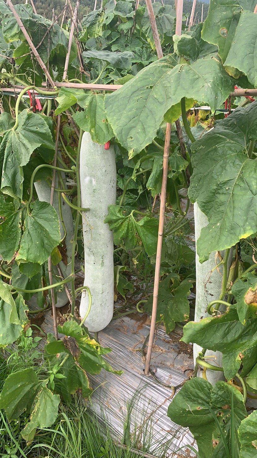 白皮冬瓜