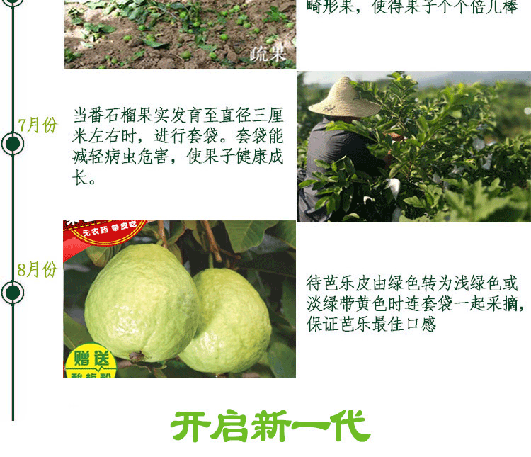 【减，肥，瘦，身！低糖水果】红心芭乐/白心芭乐/芭乐双拼