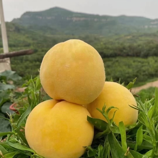 蒙阴县黄毛桃