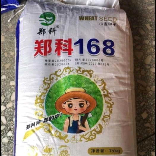郑州郑科168小麦种子国审矮秆大穗抗病抗倒抗寒抗旱系列好品种