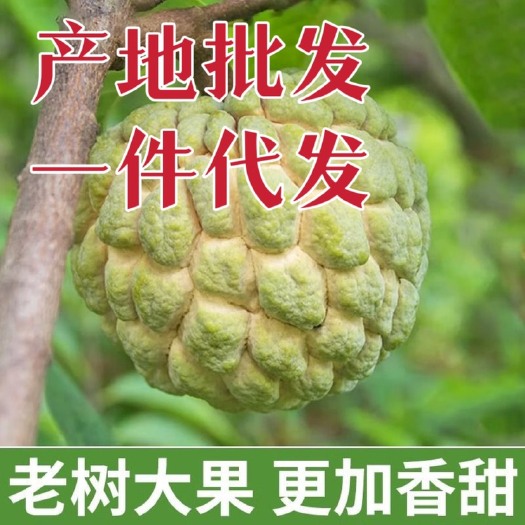 汕头牛奶释迦果 大目释迦果 番荔枝 樟林林檎 支持批发和一件代发
