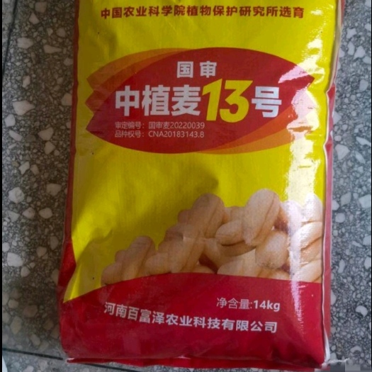 郑州小麦种子 国审中植麦13小麦种批发，矮秆大穗抗病抗倒优质