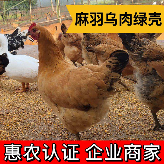 衡阳麻羽乌肉绿壳蛋鸡苗 麻羽乌肉、产蛋量高、下绿壳蛋