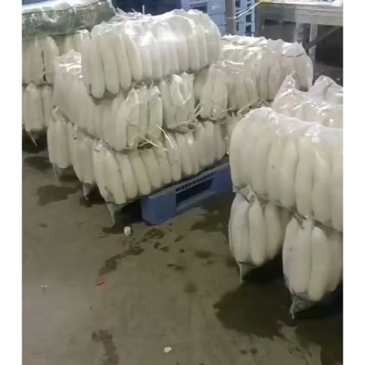 高密市萝卜