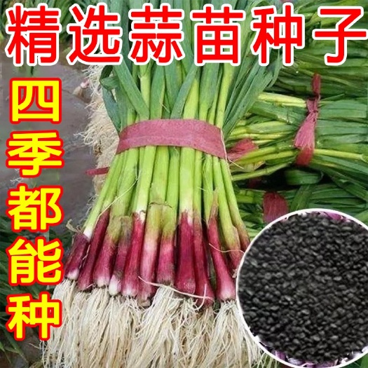 邵东市红头香蒜一年四季硬叶蒜苗红头蒜三茬连续可种植阳台盆栽种子