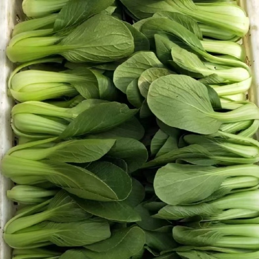 兴宁市青菜