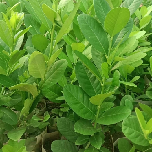 苍梧县广东无核香水柠檬苗