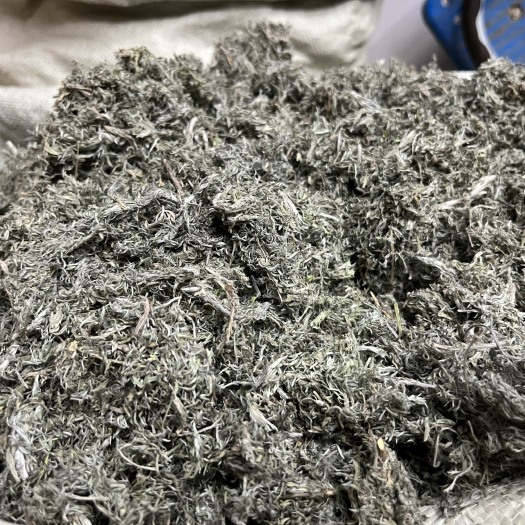 成都茵陈