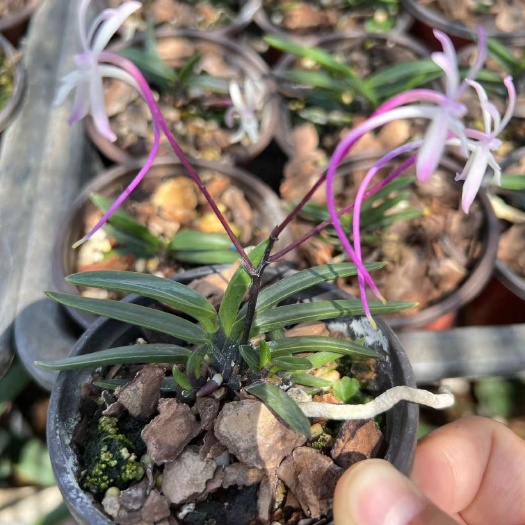 韩国小叶红花风兰克 隆苗一杯一苗一芽