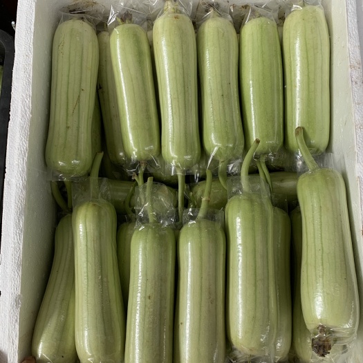 长沙县精品白玉丝瓜