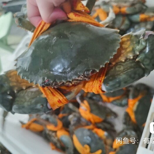 霞浦县青蟹30一斤2两肉蟹