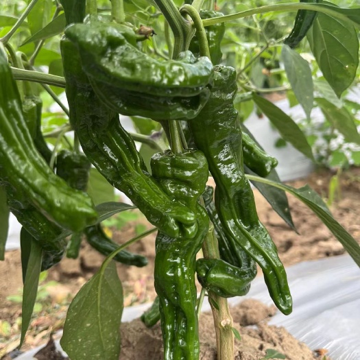 永顺县新鲜辣椒