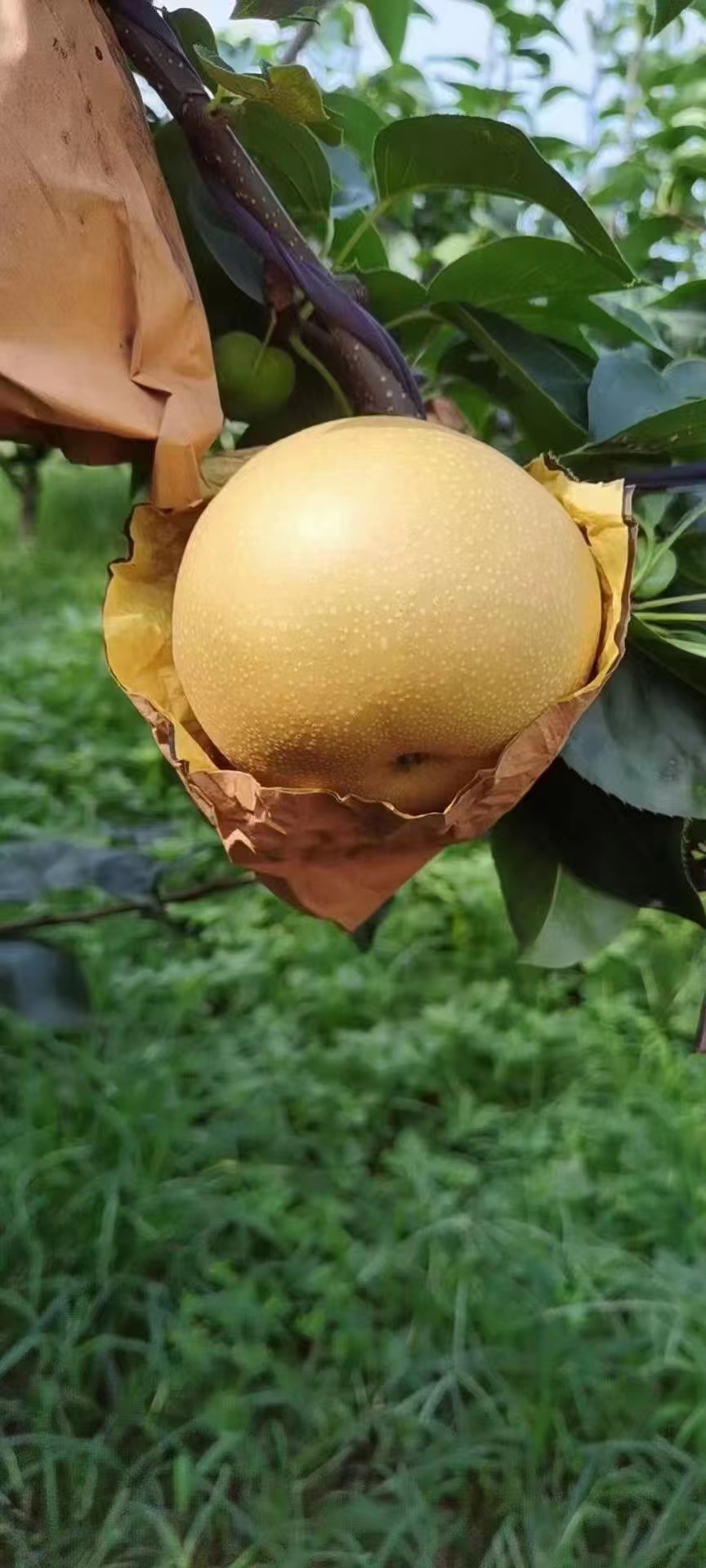 秋月梨，风水梨，大量上市