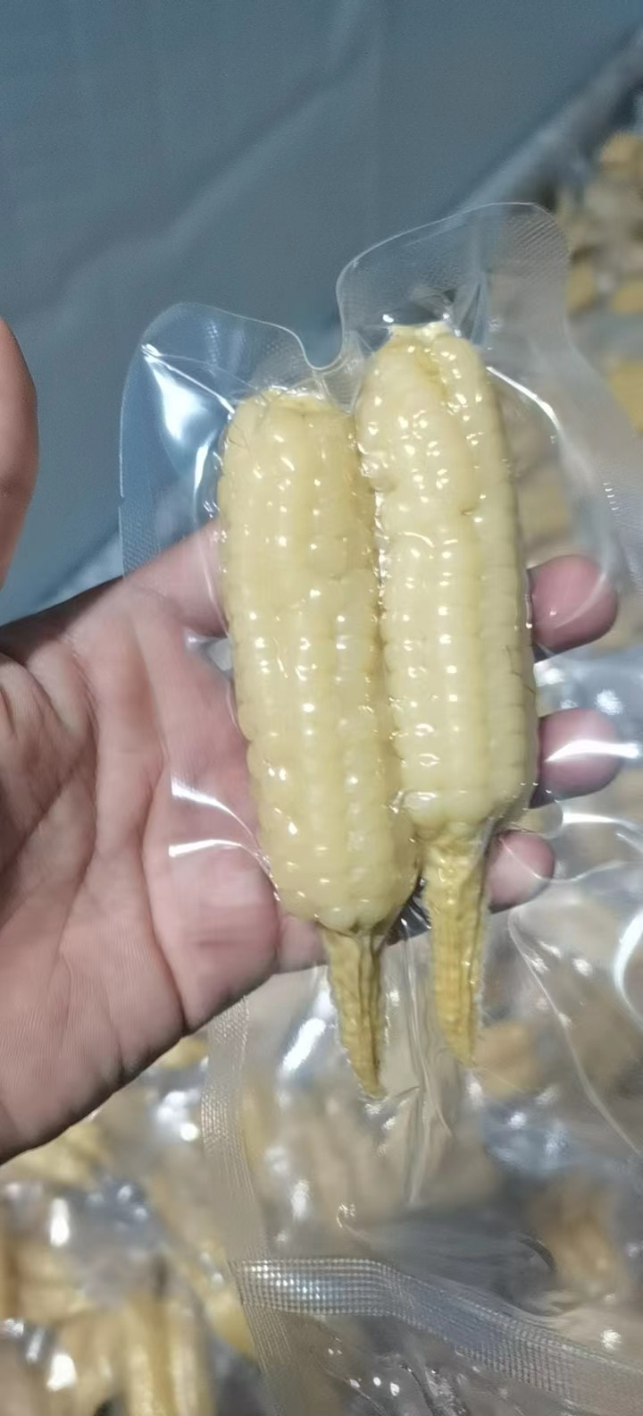 西双版纳拇指小玉米A级