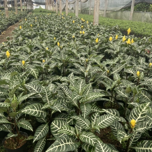 漳平市银脉爵床黄金宝塔花斑马花绿化苗开花观叶植物鲜花绿植盆栽