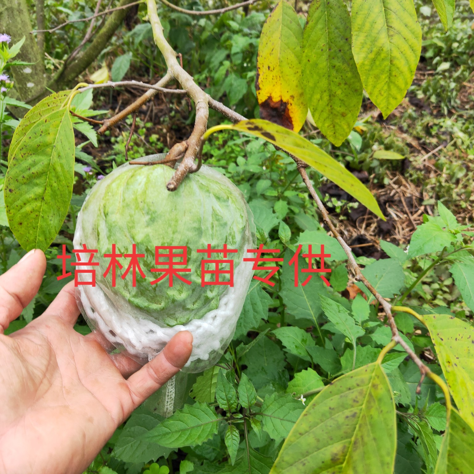 释迦果苗  AP（平粼）释迦杯苗