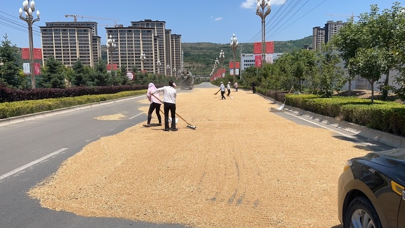 新小麦，白麦，良种