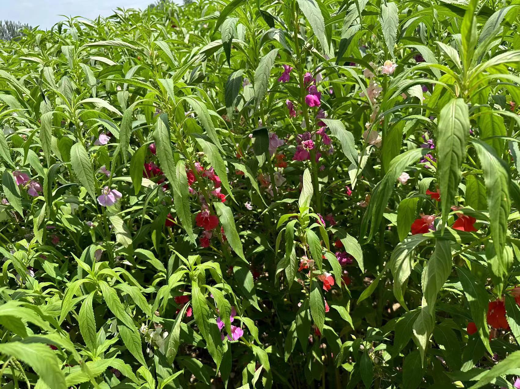 中药；凤仙花，急性子，凤仙透骨草。