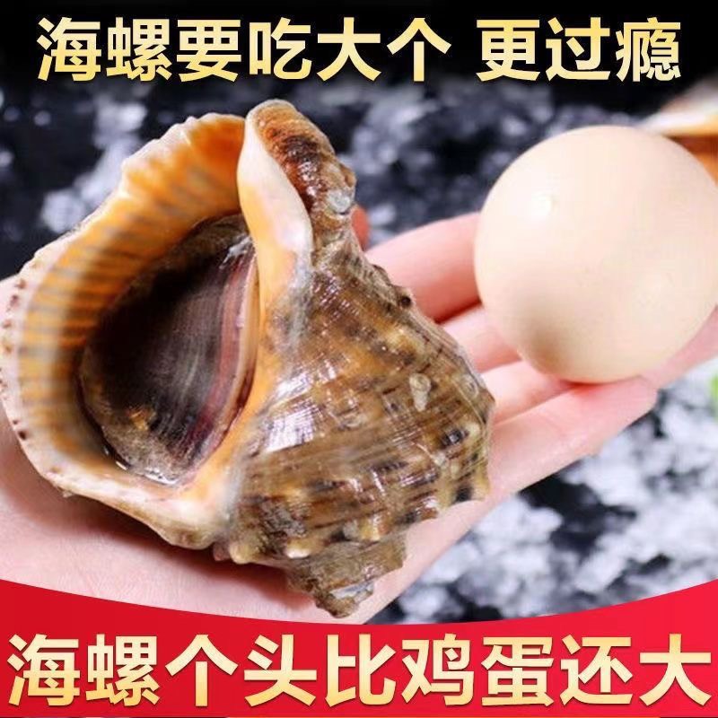 连云港鲜活海螺海捕新鲜大海螺大小海螺鲜活批发贝壳类海鲜螺类