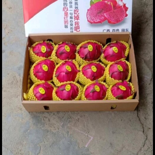 田东县红心火龙果