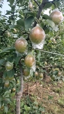 阳信县媚梨