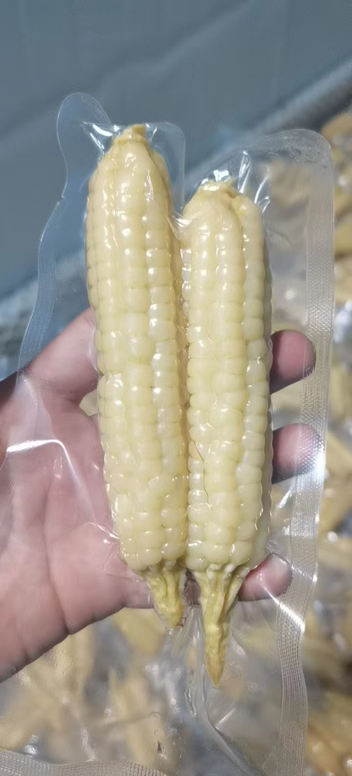 西双版纳拇指小玉米A级
