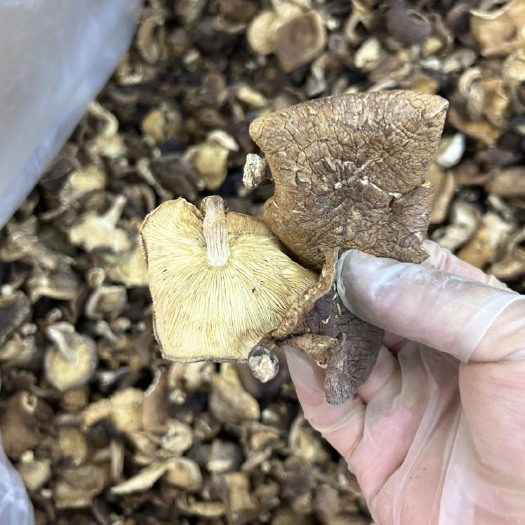 云南香格里拉非人工食用香菇干货批发 农家深林采摘 自然晾晒