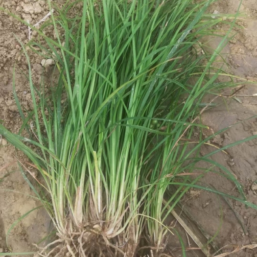 麦冬草 沿阶草基地直销 根须发达 四季常青 无沙土