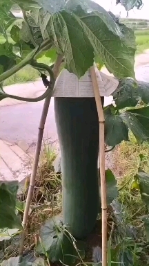 三都县黑皮吊冬瓜