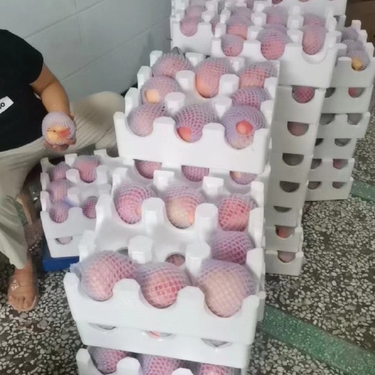 乾县阿布白脆桃