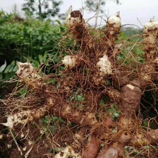 连州市新鲜玉竹上市